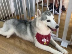 -Husky Go! 哈士奇体验馆·宠物咖啡厅狗咖