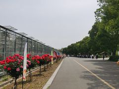 -苏州太湖西山岛开心农场