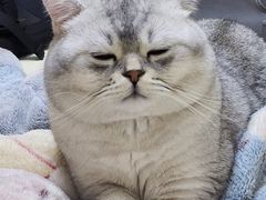 -康爱犬猫诊所·牙专科·骨外科·影像内科(丰宁店)