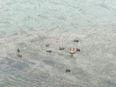-丁香湖公园