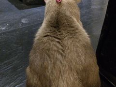 -吱咖啡西式简餐