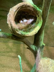 -Zoolung Zoolung动物主题公园(海信广场店)