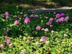 -北京麋鹿生态实验中心