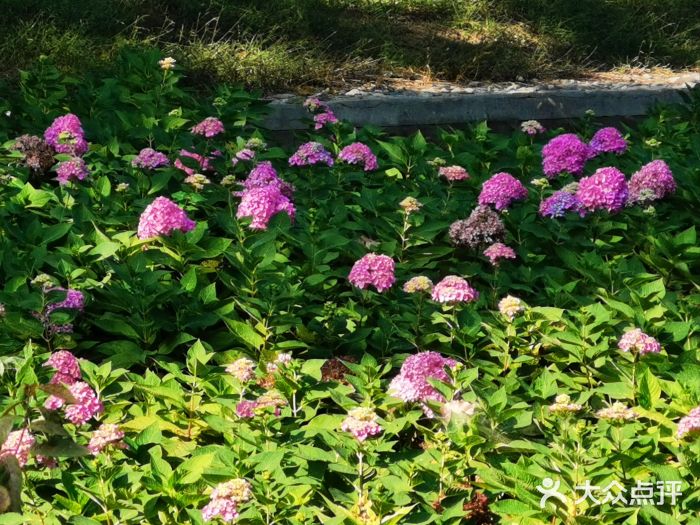 北京麋鹿生态实验中心图片