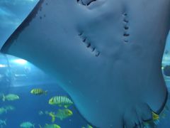 -太平洋海底世界