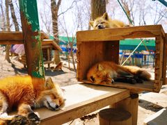 -宫城藏王狐狸村