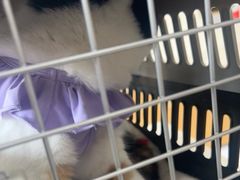 -艾贝尔宠物医院·24H转诊中心·肿瘤猫专科(江宁双龙店)
