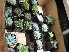 -双季花艺园艺市场(浦东店)