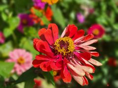 -花开海上生态园