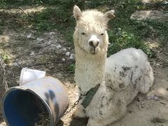 -广东花都香草世界旅游度假区