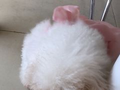 -怪兽屋·羊驼·猫咖·狗咖(俊华广场店)