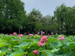 -黄兴公园