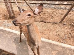 -秦皇岛野生动物园