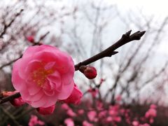 -秀丽东方