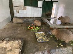 -合肥野生动物园
