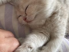 -猫十亿·布偶金渐层·曼基康矮脚猫舍(青年路店)