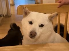 -柴の食堂·日式家庭料理·熊之肆(大学路店)