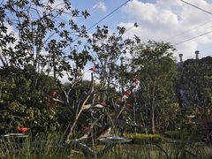 -新加坡飞禽公园