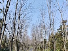 -宜兴龙背山森林公园