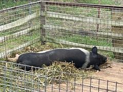 -小鱼草莓采摘园农家乐·小鱼餐厅