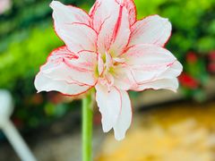 -石家庄市植物园