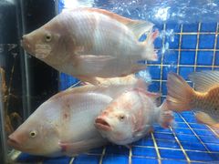 -徐记海鲜(汉城湖|太奥店)