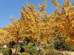 -遵化市禅林寺古银杏风景园