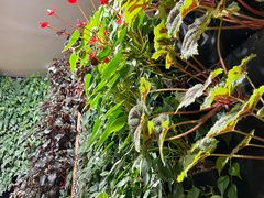 -Peet's Coffee皮爷咖啡(德基店)