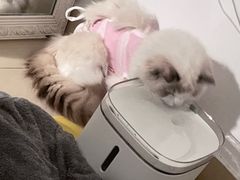 -北京观赏动物医院·24小时大型综合·猫专科·异宠专科