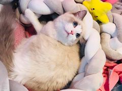 -1013 PET SHOP 宠物商店(近铁城市广场店)