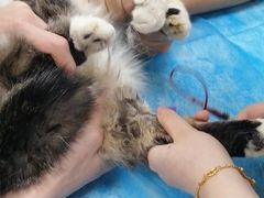 -美联众合爱康动物医院•复杂内科•肿瘤科•牙科•腔镜诊疗中心