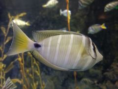 -太平洋海底世界