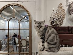 -共舞时光猫咖·狗咖(新街口店)
