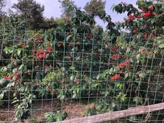 -樱桃山旅游景区