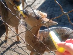 -长白岛森林公园