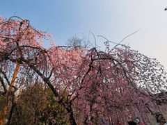 -西安青龙寺遗址景区