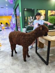 -神奇动物撸宠馆·羊驼·小浣熊·异宠(豫园店)