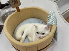 -COLOR PETS 撸猫馆·购猫·猫咖(长风大悦城店)