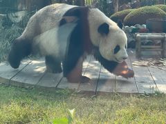 -大连森林动物园