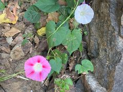 -蟠龙山长城景区