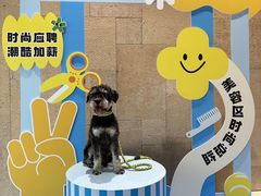 -帕帕拉兹宠物(亚洲旗舰店)