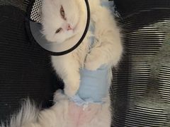 -米苏动物医院·犬猫专科·骨科外科内窥镜