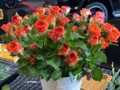 -奔驰上海利星(七宝店)