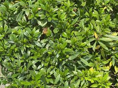 -二中酸辣汤(无锡梁溪区店)