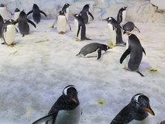 -芜湖新华联大白鲸海洋公园