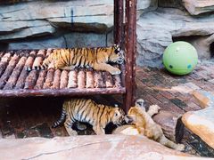 -青岛森林野生动物世界