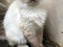 -喵屿·大理花园猫咖