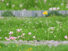 -洋湖国家湿地公园