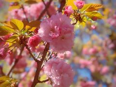 -高东镇樱花园