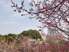 -无锡梅园公园